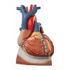 Circulatory-system