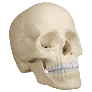 Anatomical skull models
