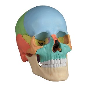 Skull models