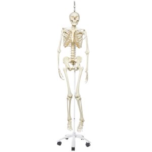 Flexible skeletons