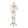 Skelett-Modelle