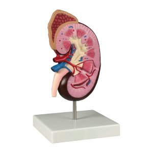Kidneys & urinary system