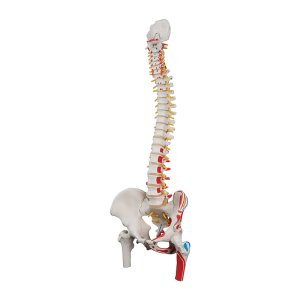 Spinal Column Models