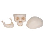 Skull Model, 3 part - 3B Smart Anatomy