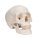 Skull Model, 3 part - 3B Smart Anatomy