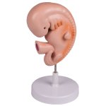 Menschlicher Embryo-Modell, 4 Wochen