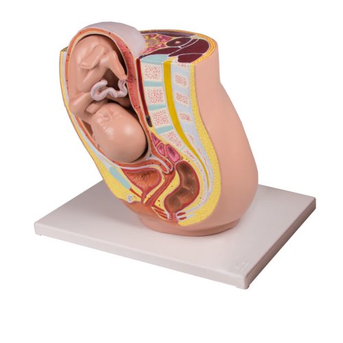 Pregnancy pelvis model with fetus in the 32nd week, 2 parts