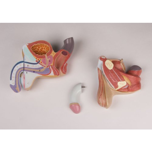 Male genital organs model, 4 part