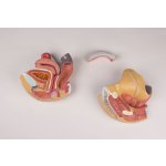 Female genital organs model, 4 parts