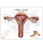 Gebärmutter-Eierstock-Modell
