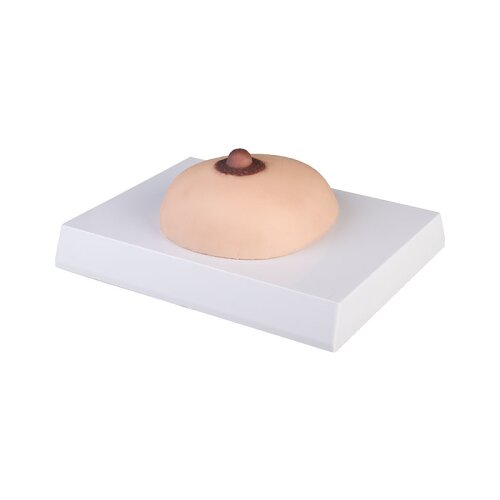 Brustkrebs-Tastmodell