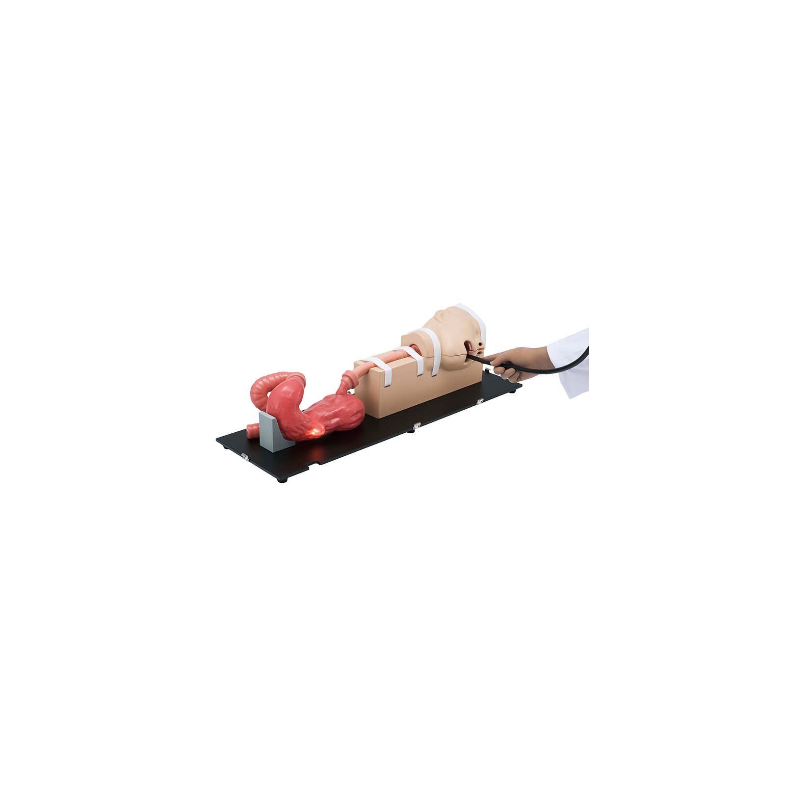 EGD (EsophagoGastroDuodenoscopy) Simulator Koken LM103
