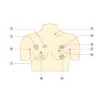 Inspection and Palpation of Breast Cancer Trainer (Precision Type)