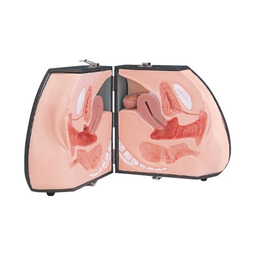 Weibliches Genitalorgan