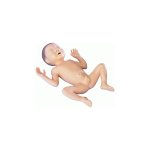 Fr&uuml;hgeborenen-Modell, 30 Wochen alt