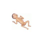 Fr&uuml;hgeborenen-Modell, 24 Wochen alt