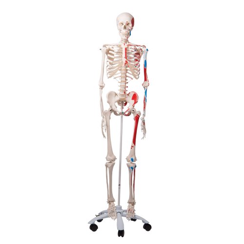 Skeleton Model Max with Painted Muscles - 3B Smart Anatomy