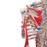 Skelett-Modell &quot;Max&quot; mit Muskelbemahlung - 3B Smart Anatomy