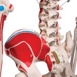 Skelett-Modell &quot;Max&quot; mit Muskelbemahlung - 3B Smart Anatomy