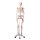 Skeleton Model Max with Painted Muscles - 3B Smart Anatomy
