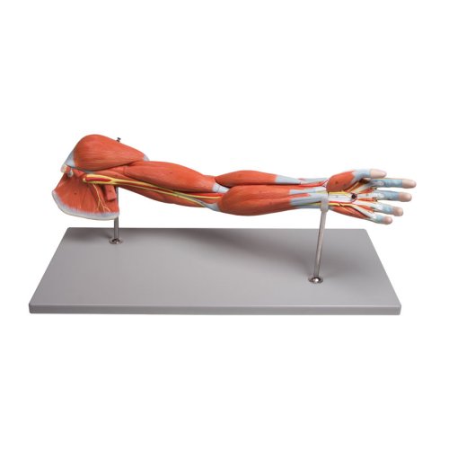Arm muscles model, 7 parts