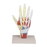 Hand anatomy structure model