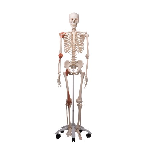Skelett-Modell "Leo" mit Gelenkbändern - 3B Smart Anatomy