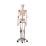 Skelett-Modell "Leo" mit Gelenkbändern -...