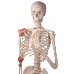 Skeleton Model Leo with Ligaments - 3B Smart Anatomy