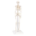Mini Skeleton Model Shorty, 1/2 Size - 3B Smart Anatomy