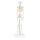 Mini Skelett-Modell &quot;Shorty&quot; - 3B Smart Anatomy