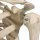 Mini Skeleton Model Shorty, 1/2 Size - 3B Smart Anatomy