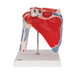 Shoulder Joint Model with Rotator Cuff, 5 part - 3B Smart...