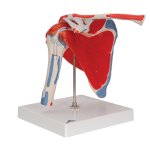 Shoulder Joint Model with Rotator Cuff, 5 part - 3B Smart Anatomy