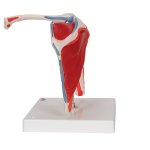 Shoulder Joint Model with Rotator Cuff, 5 part - 3B Smart Anatomy