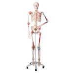 Skelett-Modell "Sam", flexibel mit Muskelbemahlung & Gelenkbänder - 3B Smart Anatomy