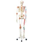 Skelett-Modell &quot;Sam&quot;, flexibel mit Muskelbemahlung &amp; Gelenkb&auml;nder - 3B Smart Anatomy