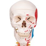 Skelett-Modell &quot;Sam&quot;, flexibel mit Muskelbemahlung &amp; Gelenkb&auml;nder - 3B Smart Anatomy
