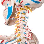 Skeleton Model Sam with Muscles & Ligaments - 3B Smart Anatomy