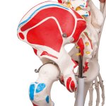 Skeleton Model Sam with Muscles &amp; Ligaments - 3B Smart Anatomy