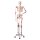 Skelett-Modell "Sam", flexibel mit Muskelbemahlung & Gelenkbänder - 3B Smart Anatomy