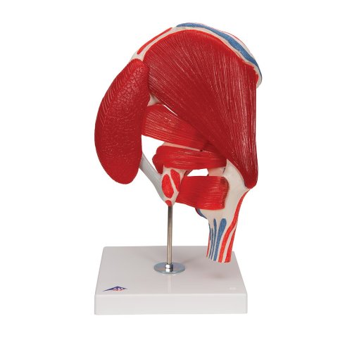 Hip Joint Model with Removable Muscles, 7 part - 3B Smart Anatomy