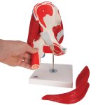 Hip Joint Model with Removable Muscles, 7 part - 3B Smart Anatomy