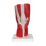 Knee Joint Model with Removable Muscles, 12 part - 3B...