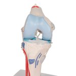 Knee Joint Model with Removable Muscles, 12 part - 3B Smart Anatomy