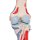 Kniegelenk-Modell mit abnehmbaren Muskeln, 12-tlg - 3B Smart Anatomy