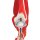 Elbow Joint Model with Removable Muscles, 8 parts - 3B Smart Anatomy