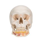 Skull Model with Opened Lower Jaw, 3 part - 3B Smart Anatomy