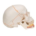Skull Model with Opened Lower Jaw, 3 part - 3B Smart Anatomy