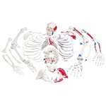 Skeleton Model with Painted Muscles, disarticulated - 3B Smart Anatomy